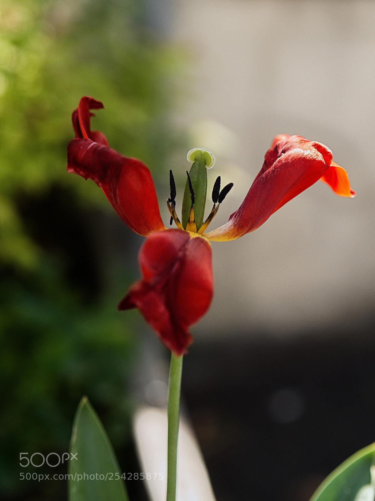 Panasonic Lumix DC-GH5 sample photo. *** photography