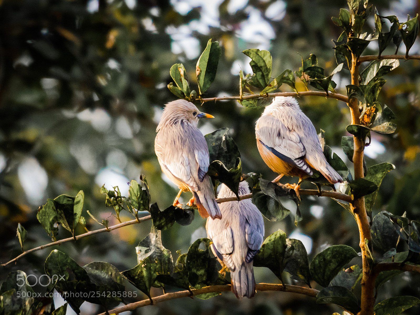 Nikon D5300 sample photo. The three musketeers photography
