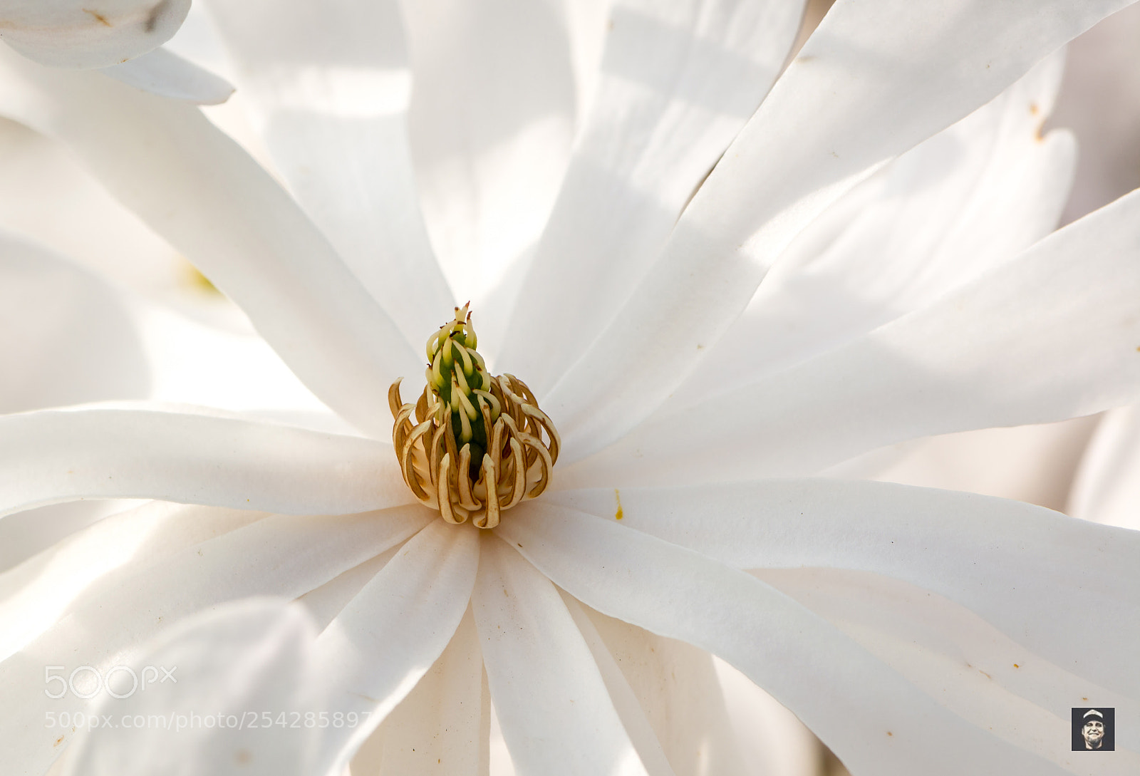 Nikon D5200 sample photo. Spring art photography