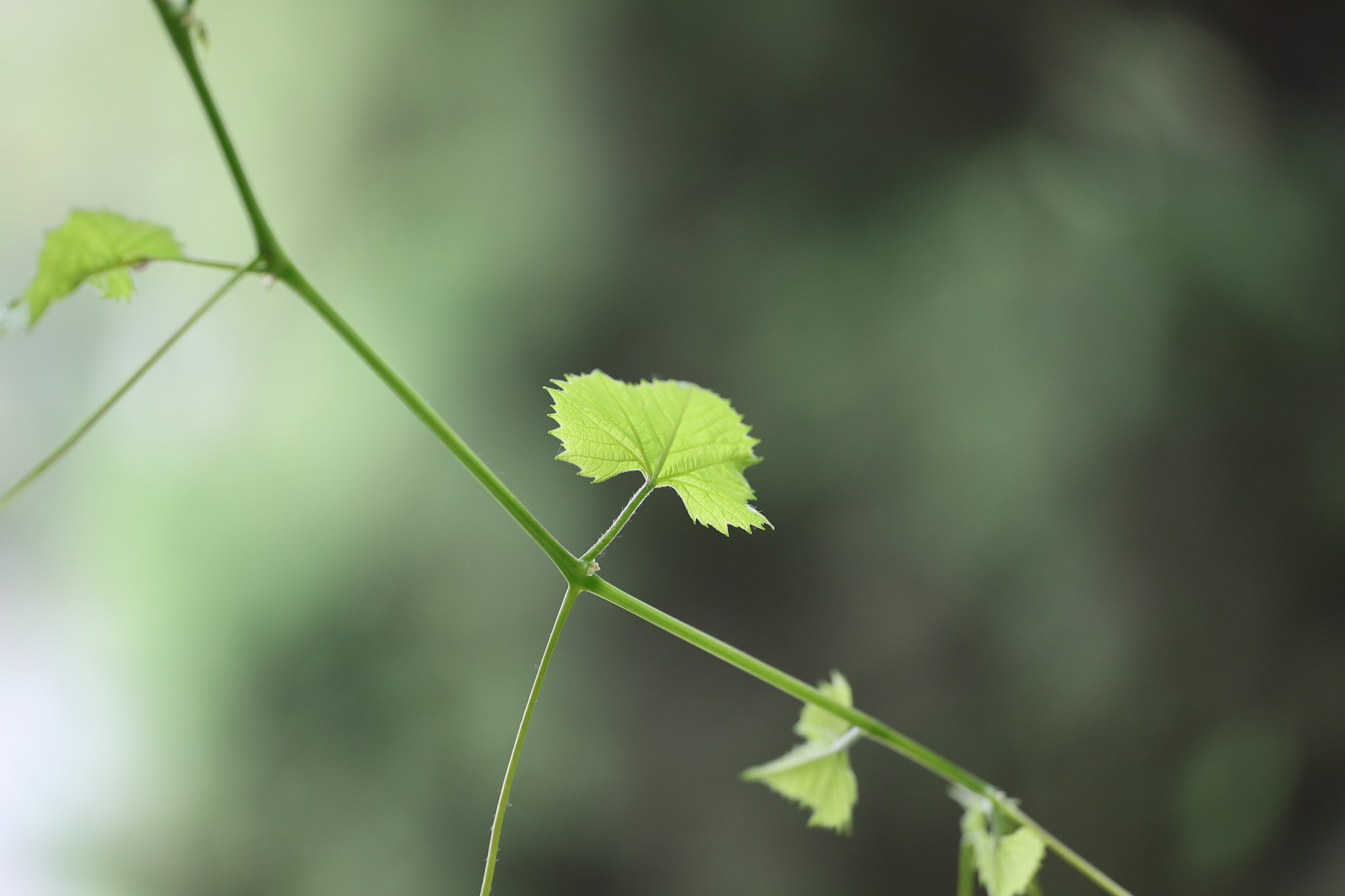 Canon EF 70-200mm F4L USM sample photo