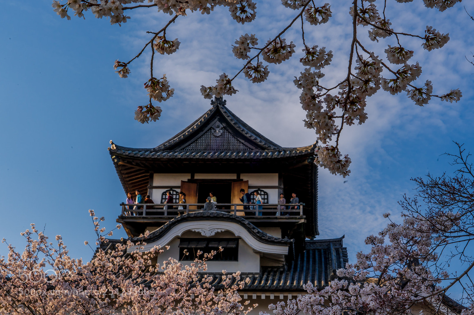 Sony a7 III sample photo. Inuyama blossoms photography