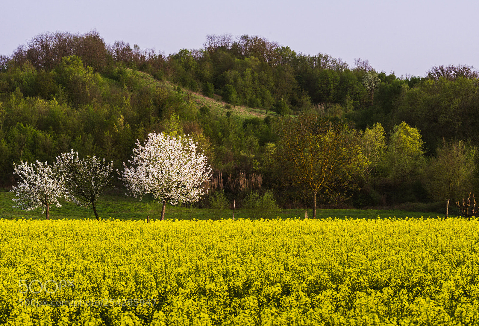 Sony a6000 sample photo. Spring is here photography