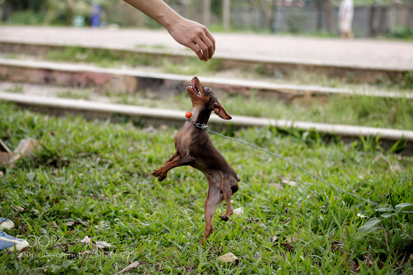 Canon EOS 700D (EOS Rebel T5i / EOS Kiss X7i) sample photo. Flying dog photography