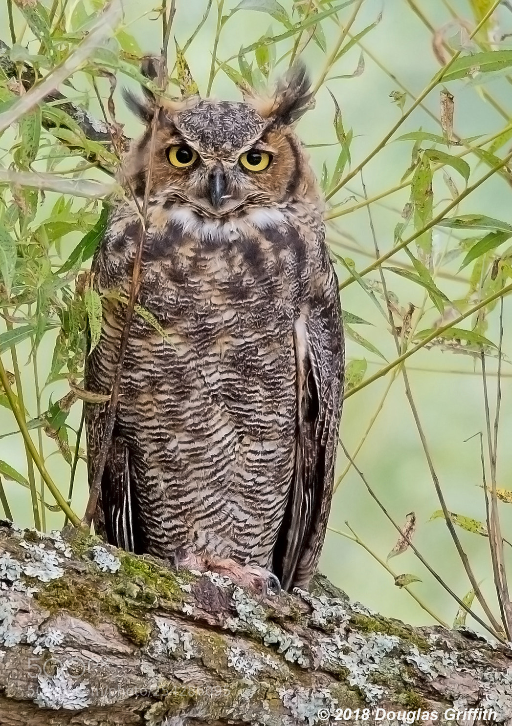 Nikon D7100 sample photo. Juvenile great horned owl photography