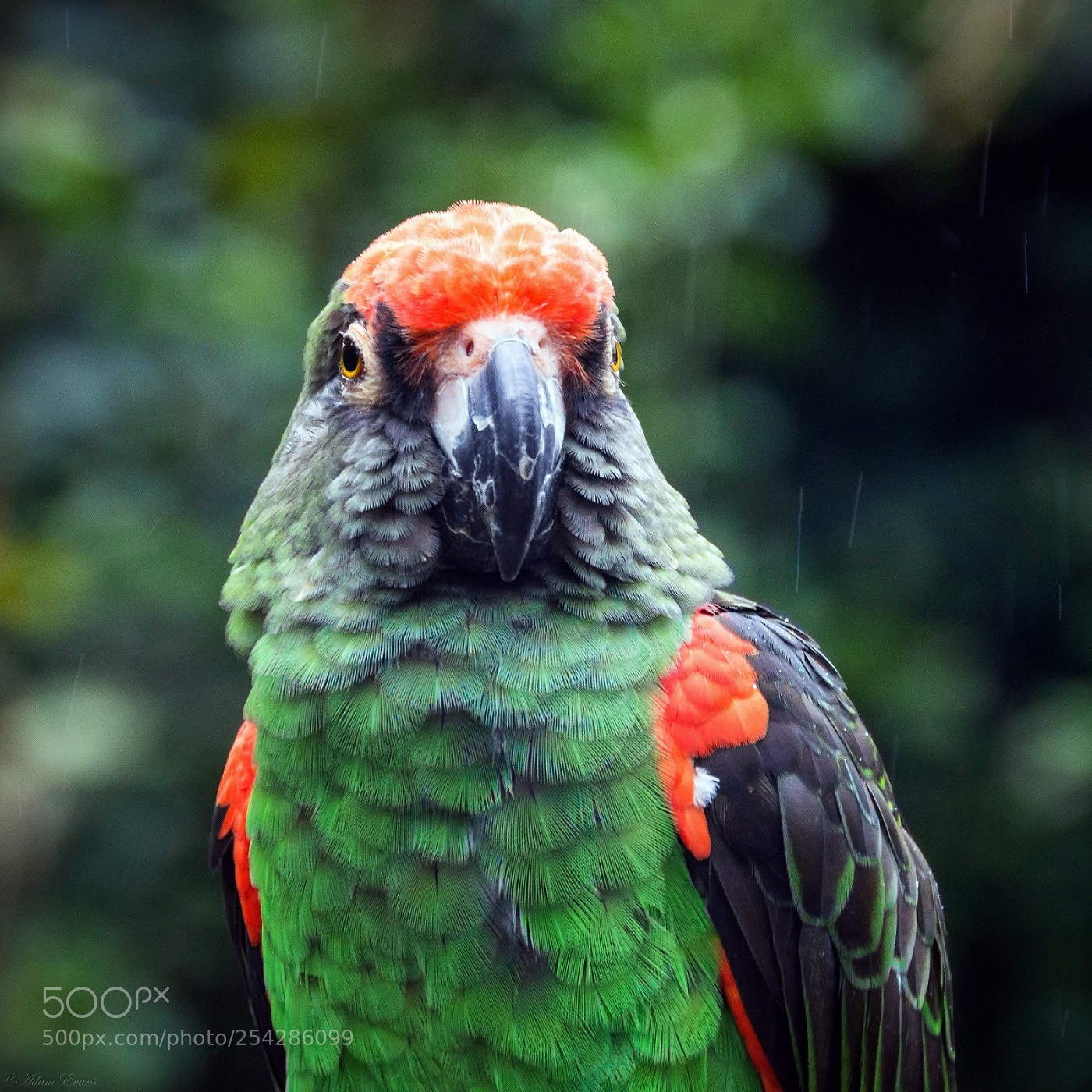 Nikon D3200 sample photo. Parrot photography