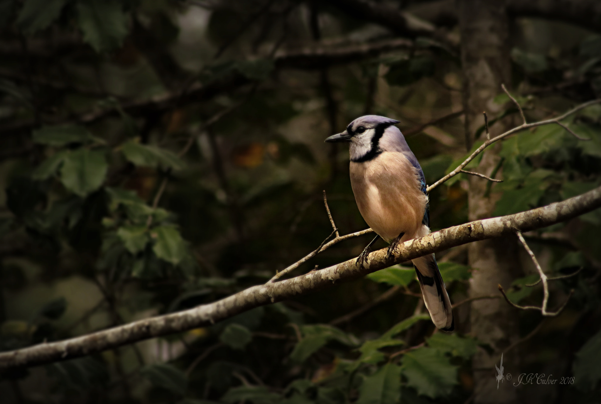 Canon EF 75-300mm f/4-5.6 sample photo. Mr. sassy photography