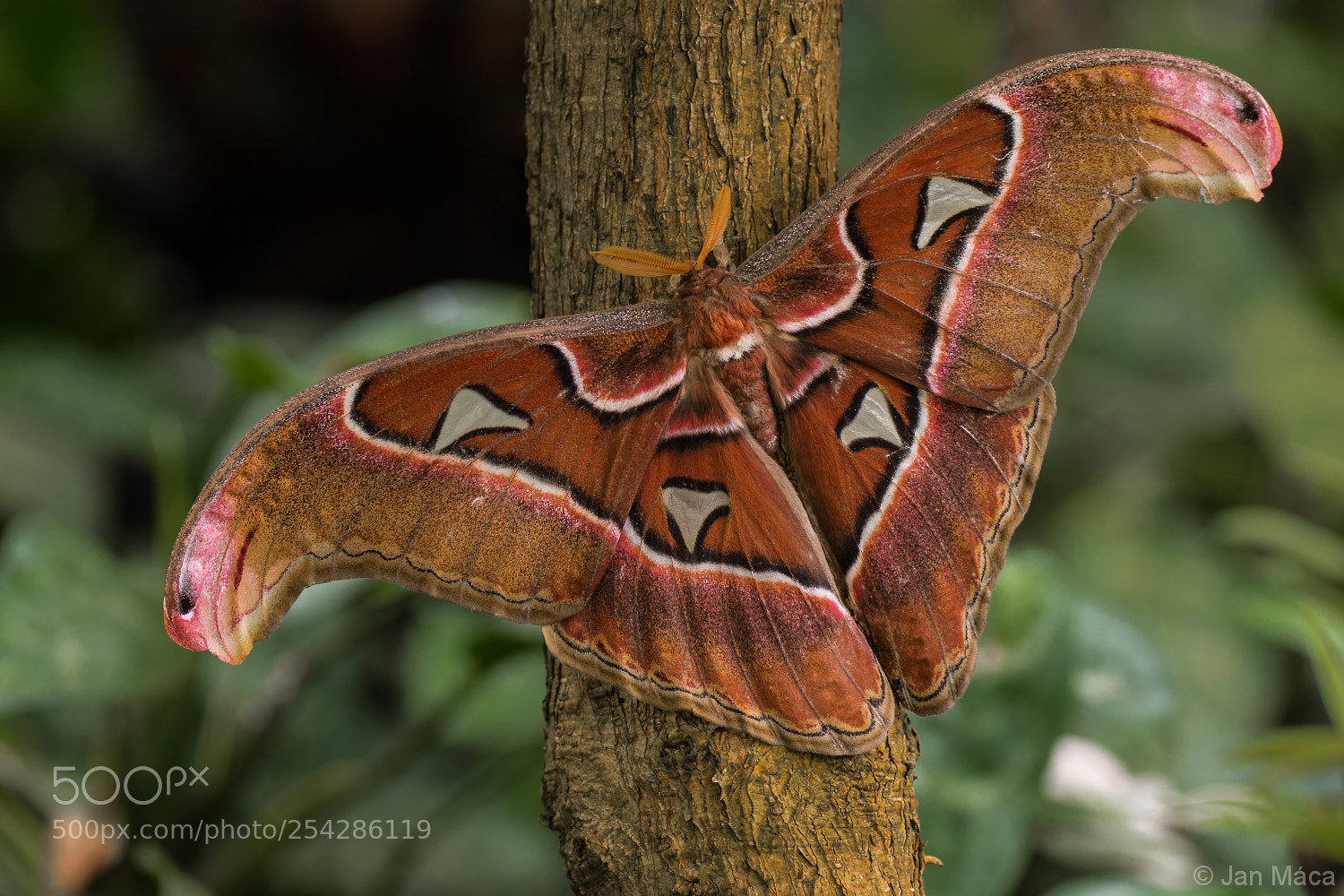 Sony ILCA-77M2 sample photo. Giant atlas moth, aka photography
