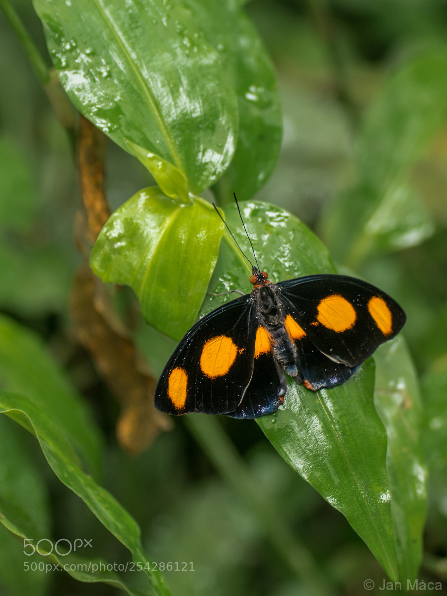 Sony ILCA-77M2 sample photo. Halloween butterfly, catonephele numilia. photography