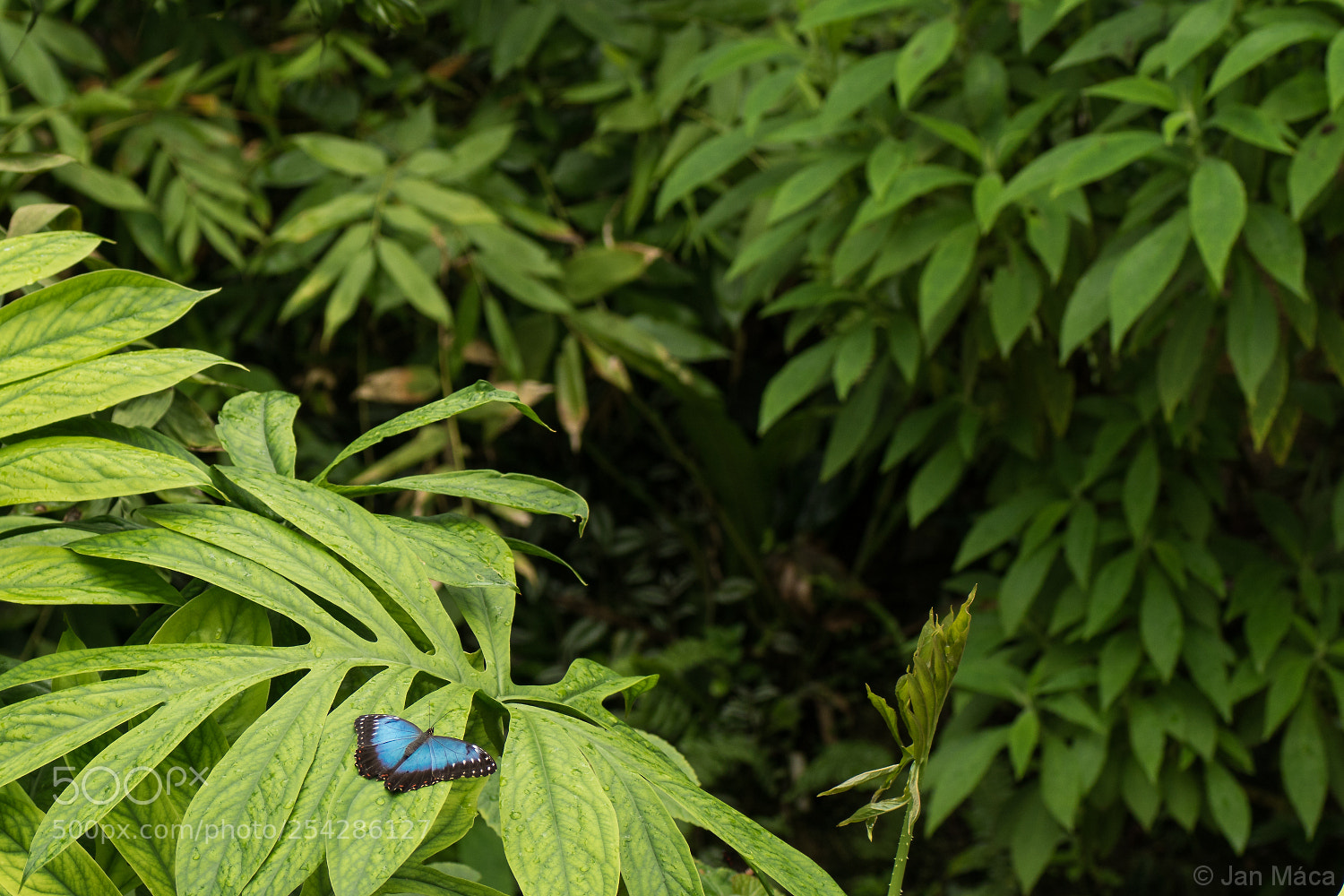 Sony ILCA-77M2 sample photo. Blue morpho in the photography
