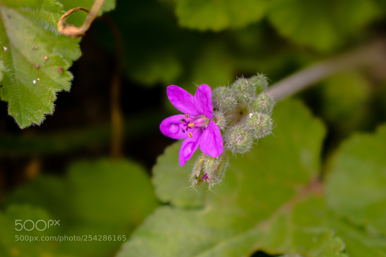Nikon D5300 sample photo. Little wild flower photography