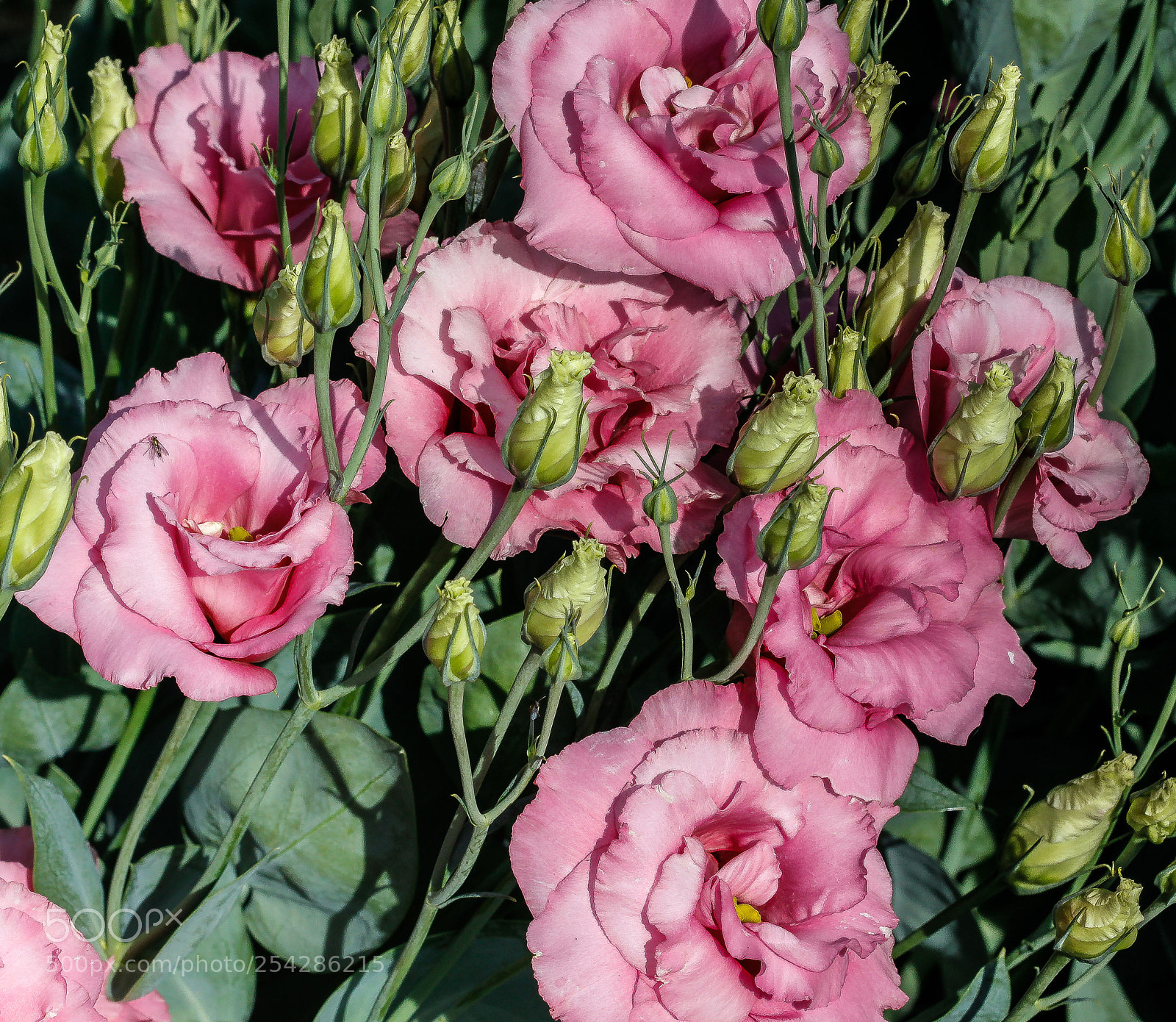 Canon EOS 50D sample photo. Lisianthus photography