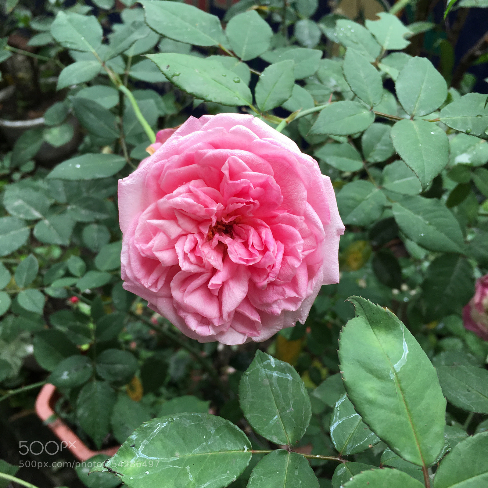 Apple iPhone 6s Plus sample photo. Untitled photography