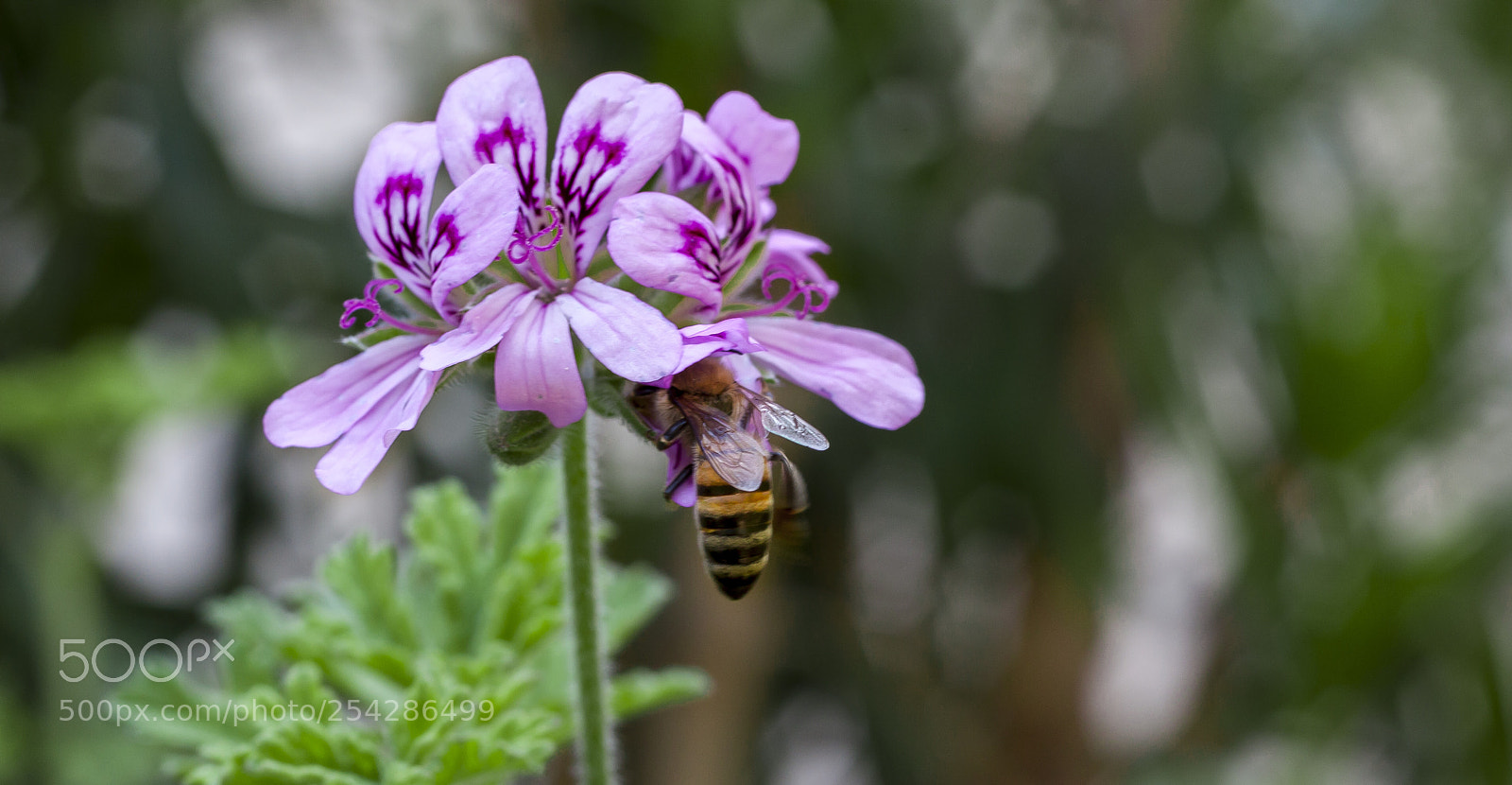 Canon EOS 5D Mark II sample photo. Bee food photography