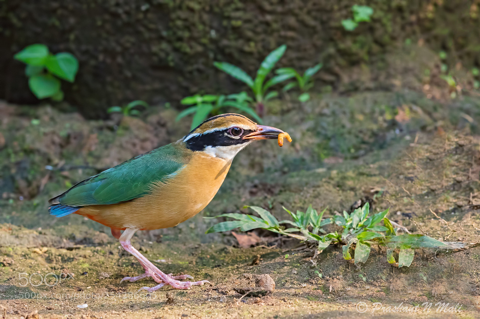 Canon EOS 5D Mark IV sample photo. Indianpitta (pitta brachyura) photography