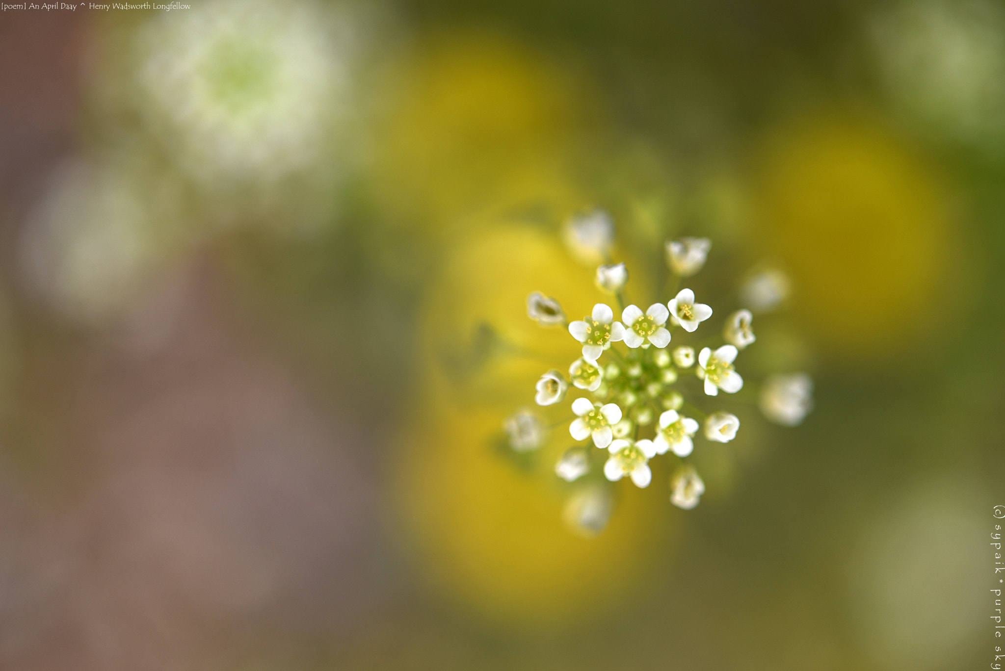 Nikon AF-S Micro-Nikkor 60mm F2.8G ED sample photo. An april day ** photography