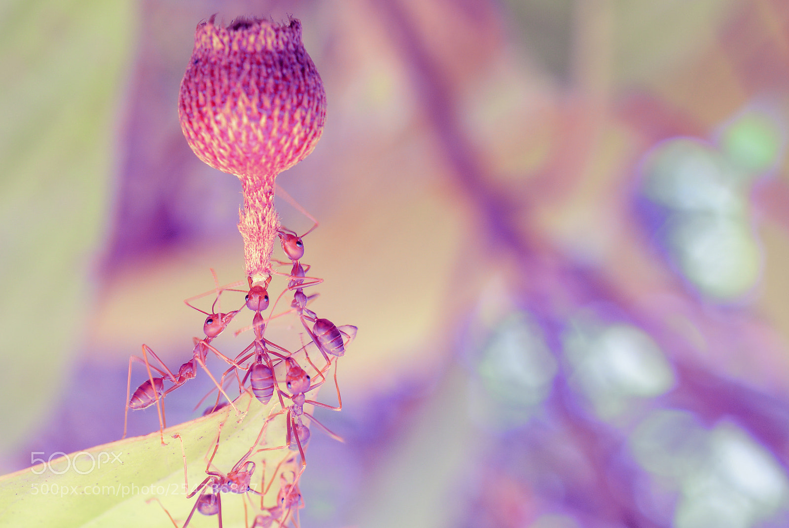 Nikon D5200 sample photo. Ant photography