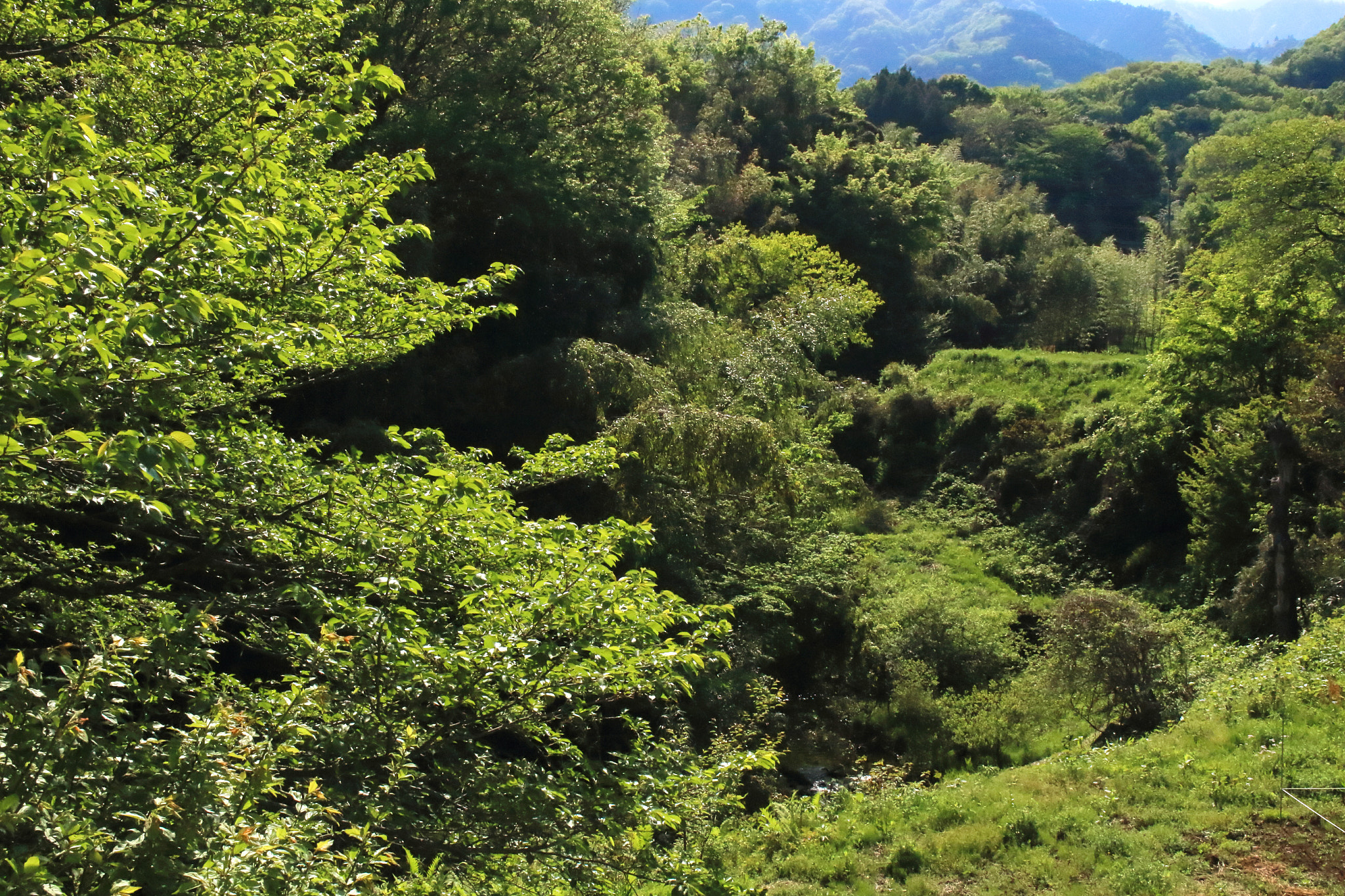 Canon EOS 100D (EOS Rebel SL1 / EOS Kiss X7) sample photo. Valley-the green flock- photography
