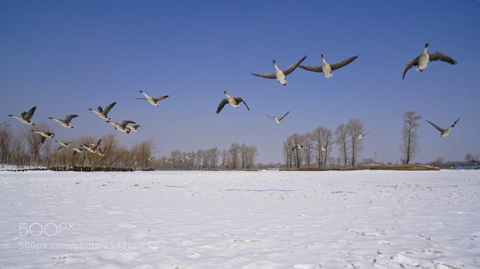 Sony a6000 sample photo. 大雁 wild goose photography