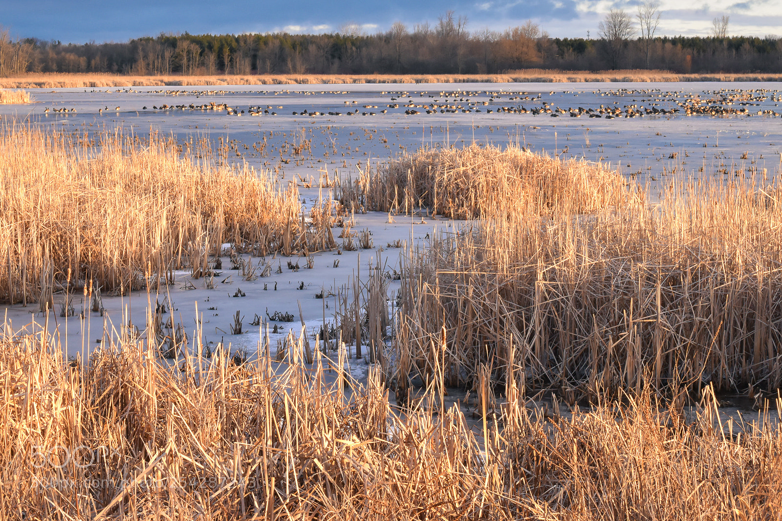 Nikon D5600 sample photo. Lynde shores photography