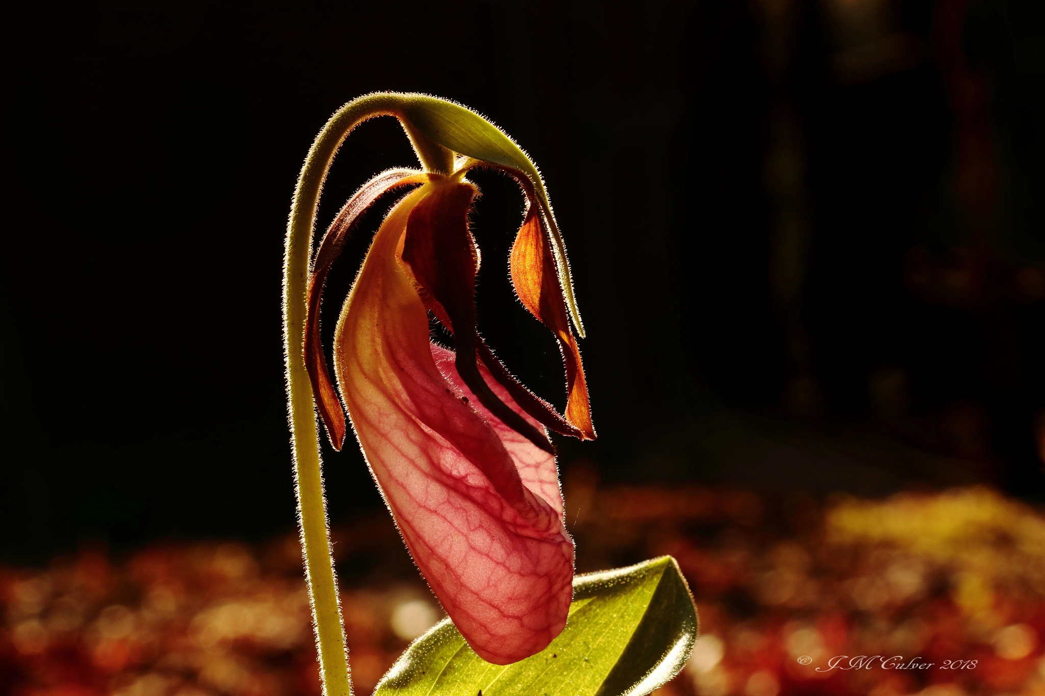 Canon EOS 77D (EOS 9000D / EOS 770D) sample photo. Pink lady's slipper photography