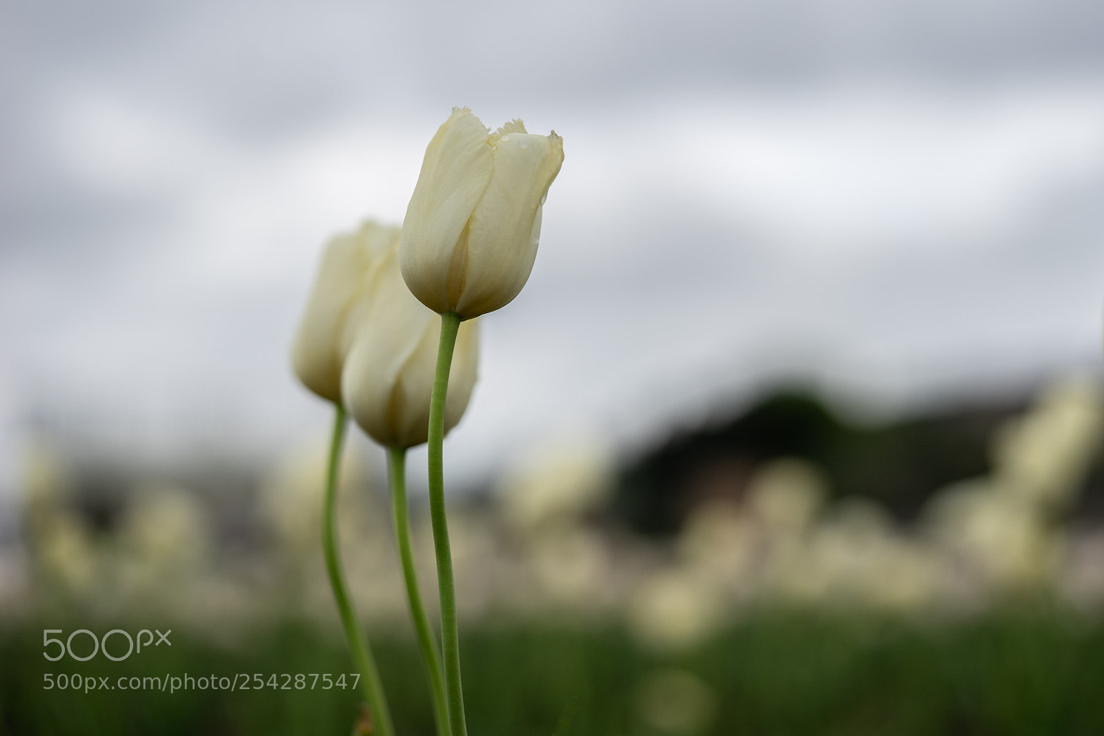 Sony a7 II sample photo. Tulip photography