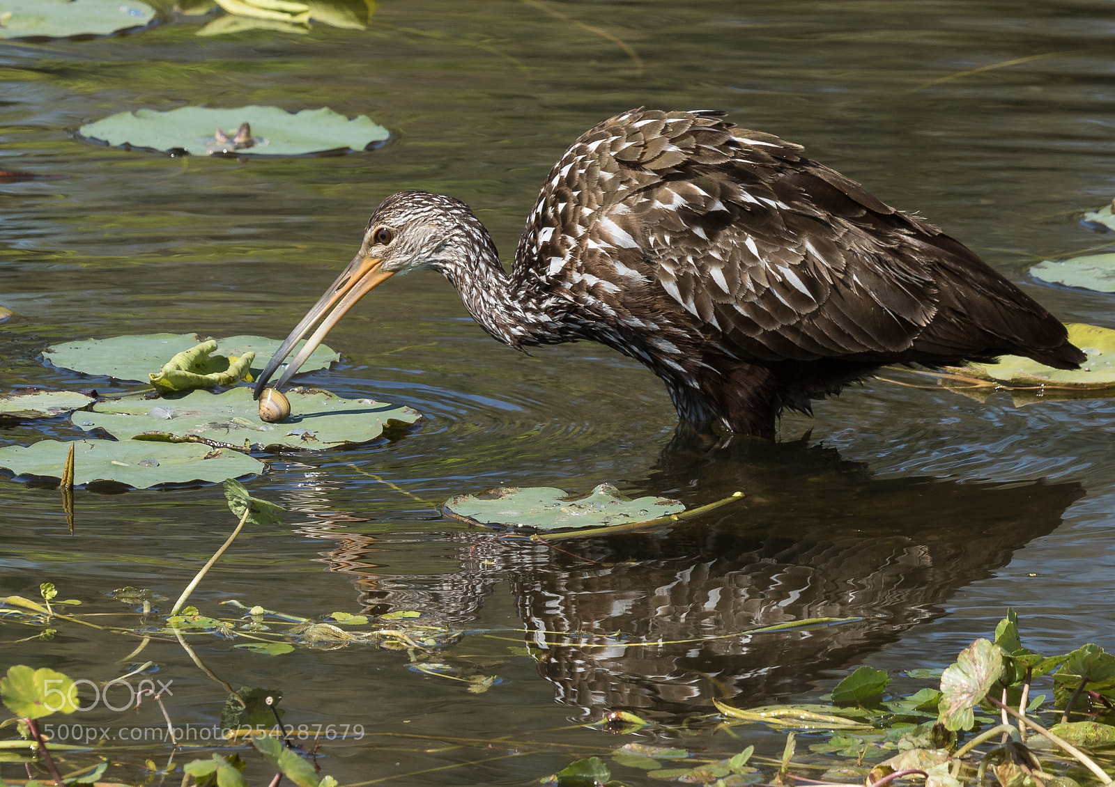 Canon EOS 7D Mark II sample photo. Limpkin eating clam photography