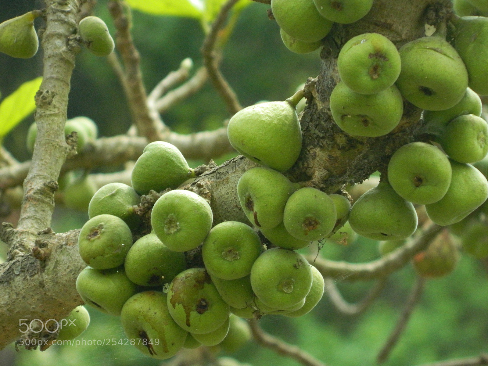 Nikon Coolpix L120 sample photo. Tree fruits photography