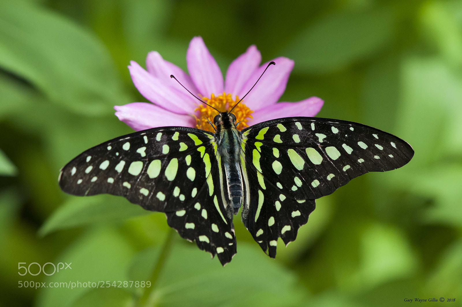 Nikon D300 sample photo. Unbelievable photography