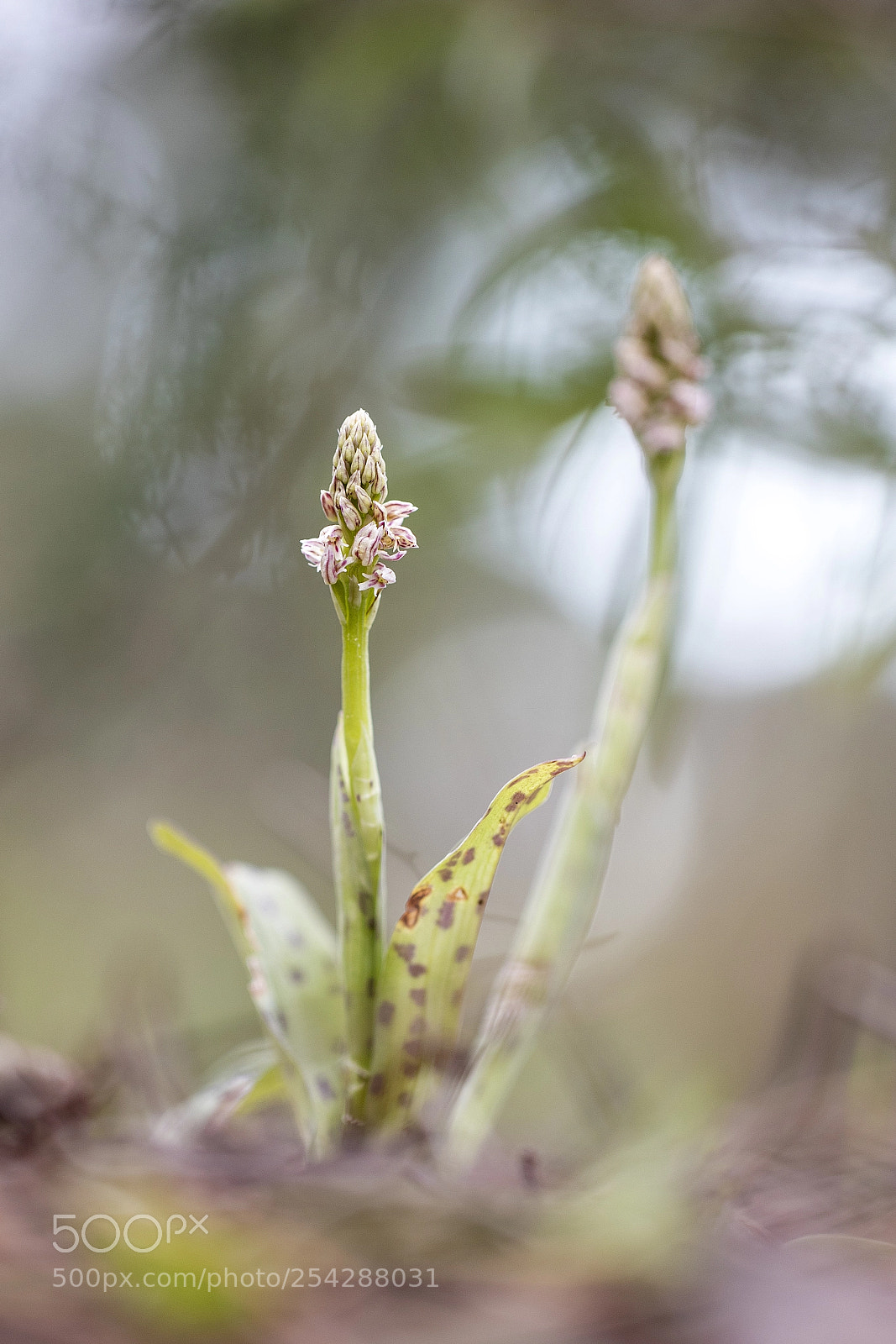 Canon EOS 7D Mark II sample photo. En lo mas profundo photography