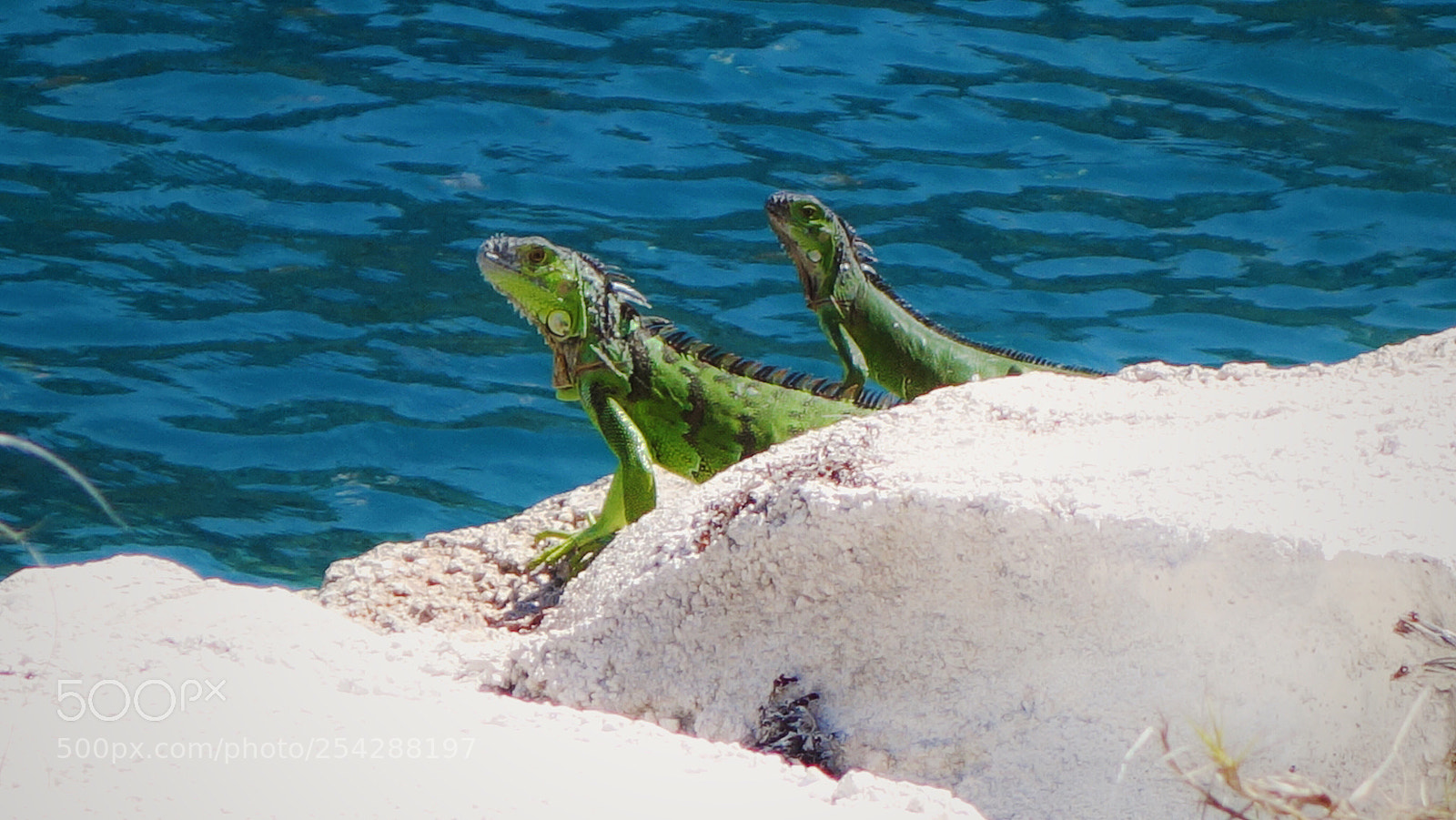 Sony Cyber-shot DSC-RX100 II sample photo. Iguanas  photography