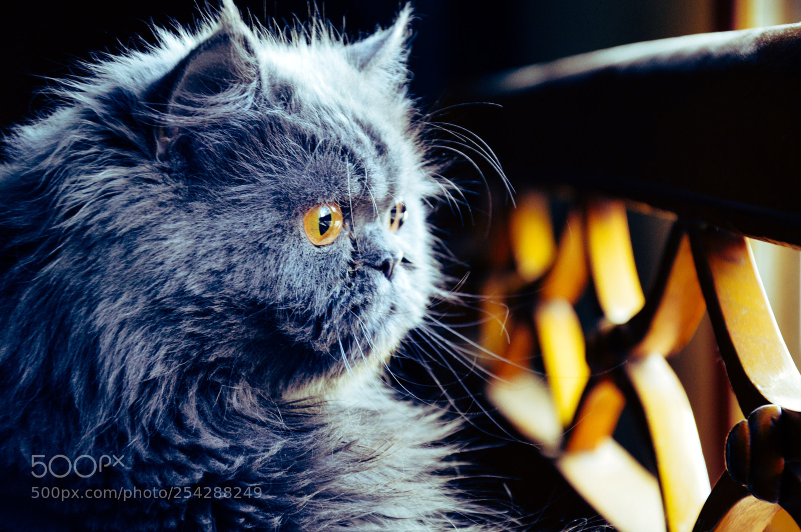 Nikon D3200 sample photo. Dreams photography