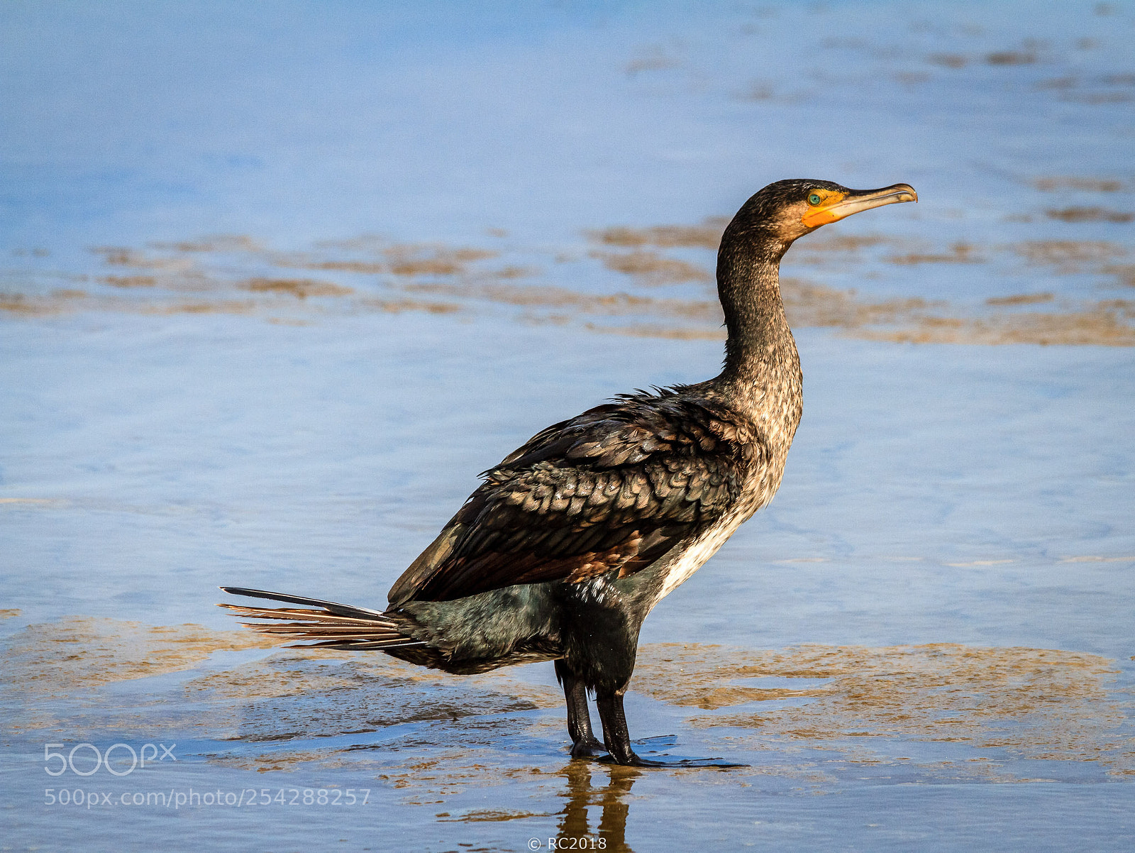 Canon EOS 7D sample photo. Cormorant photography