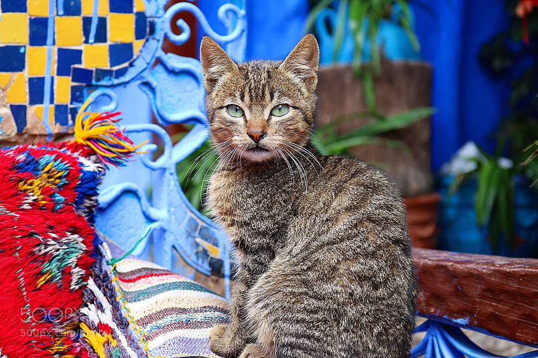 Canon EOS 80D sample photo. Dignified cat photography