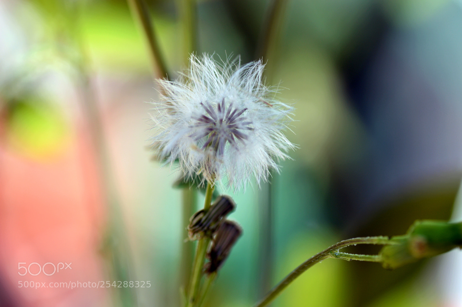 Nikon D3200 sample photo. Dandelion    natural photography