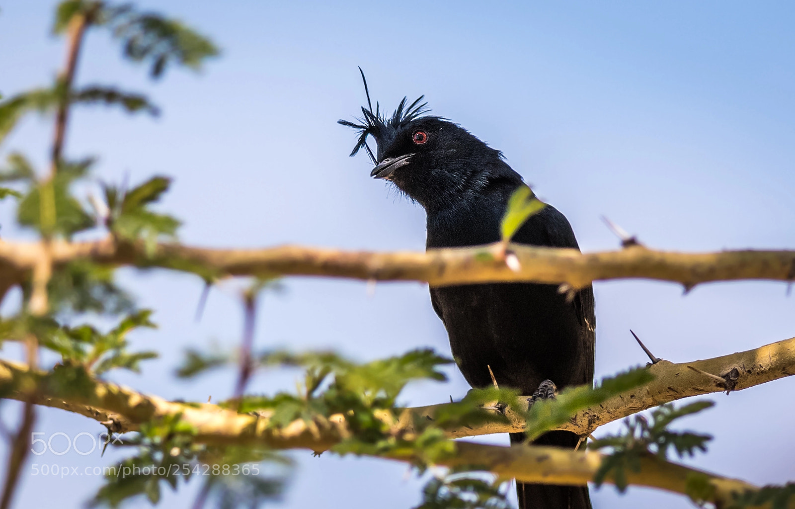 Nikon D500 sample photo. Phainopepla photography