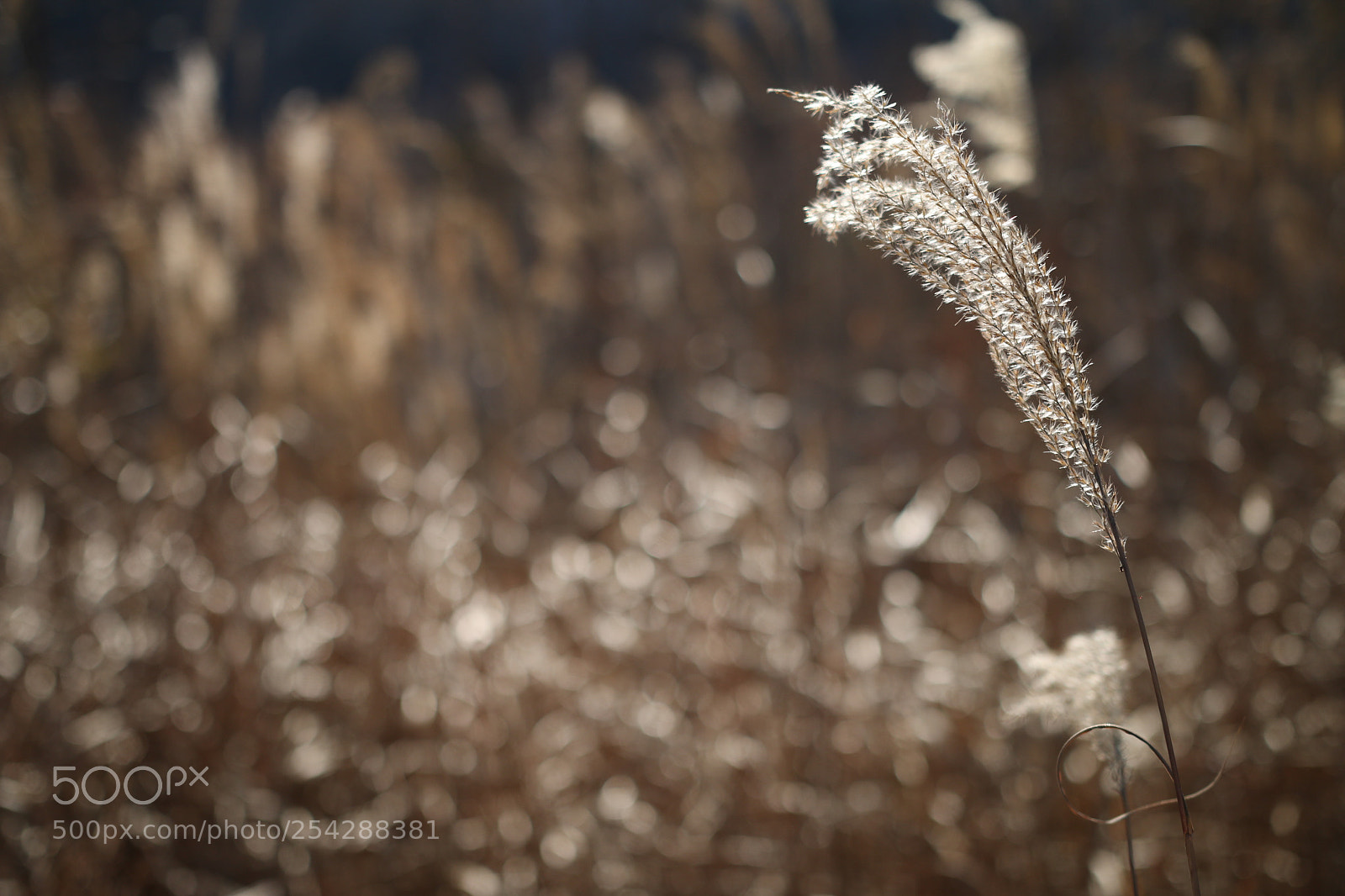 Canon EOS 70D sample photo. 暮らし - 冬 photography