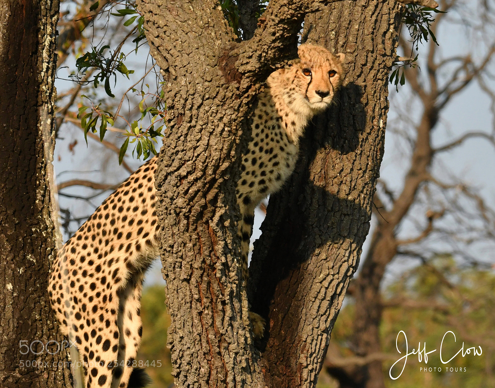 Nikon D500 sample photo. A cheetah stands in photography
