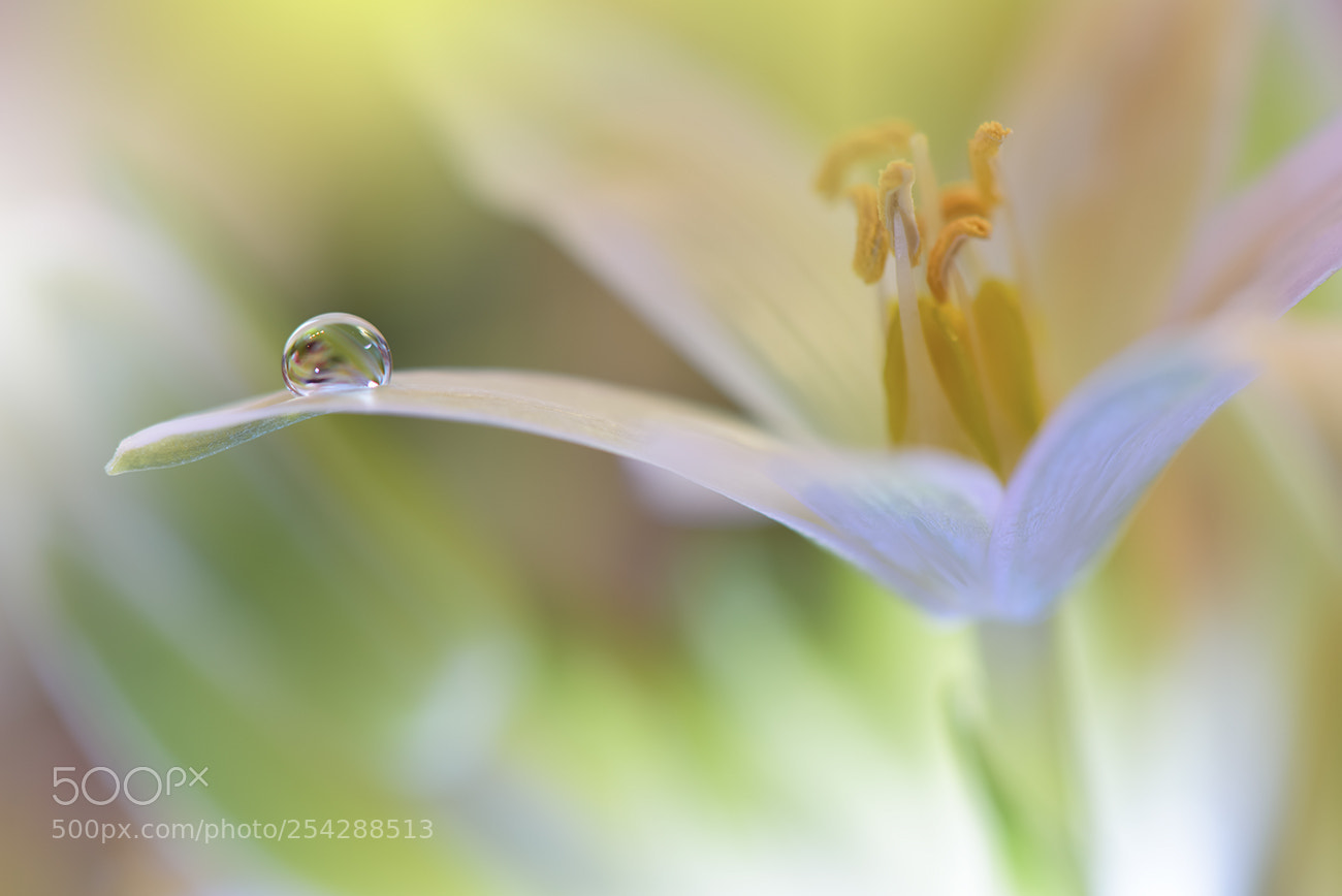 Nikon D810 sample photo. ~~''o''~~ photography