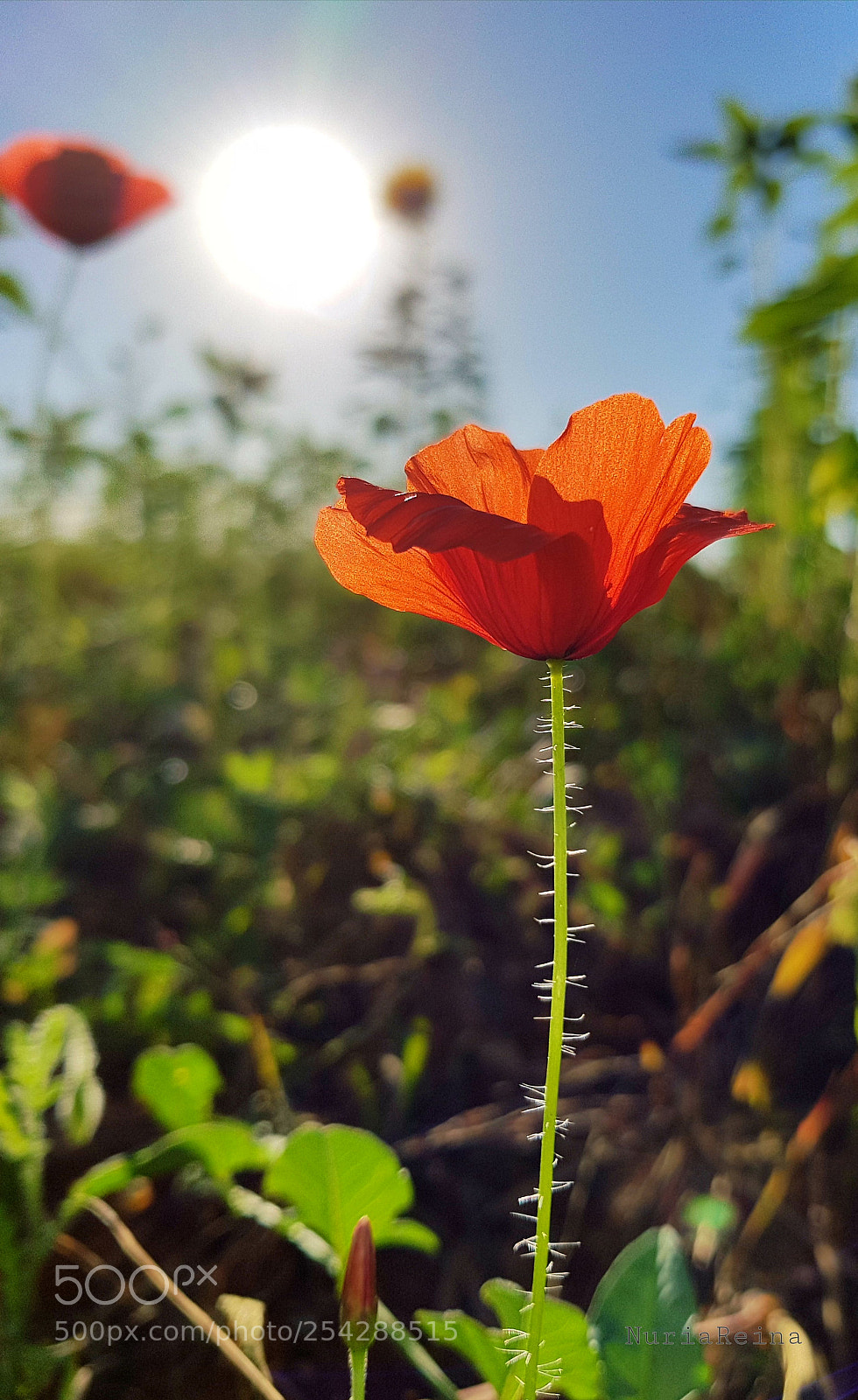 Samsung Galaxy S8+ sample photo. The flower photography