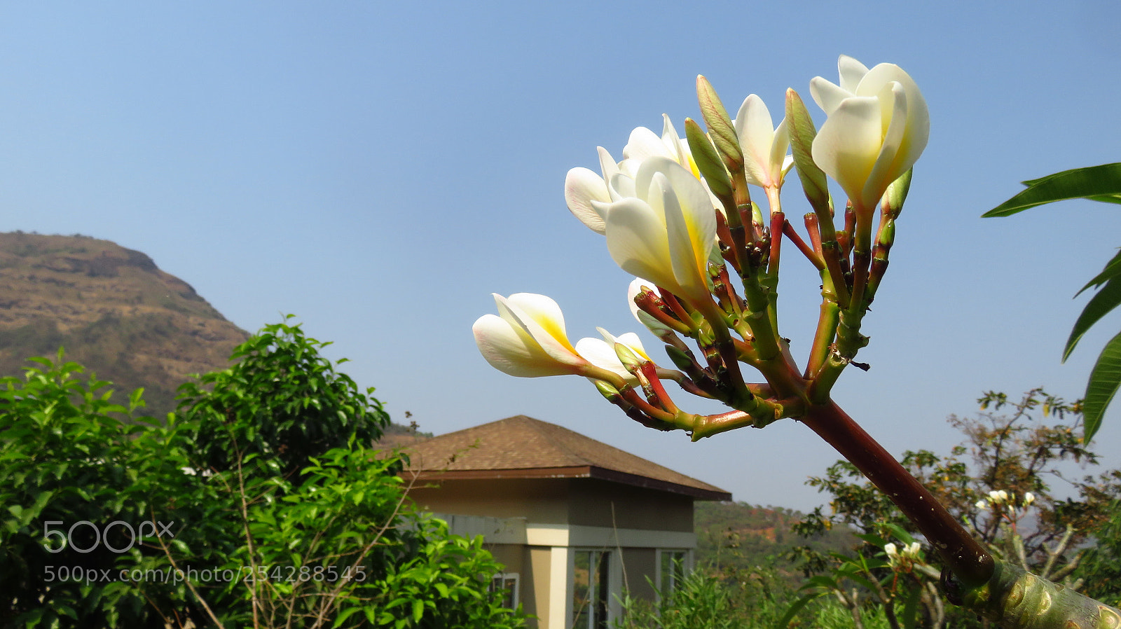 Canon PowerShot SX710 HS sample photo. Frangipani in bloom photography