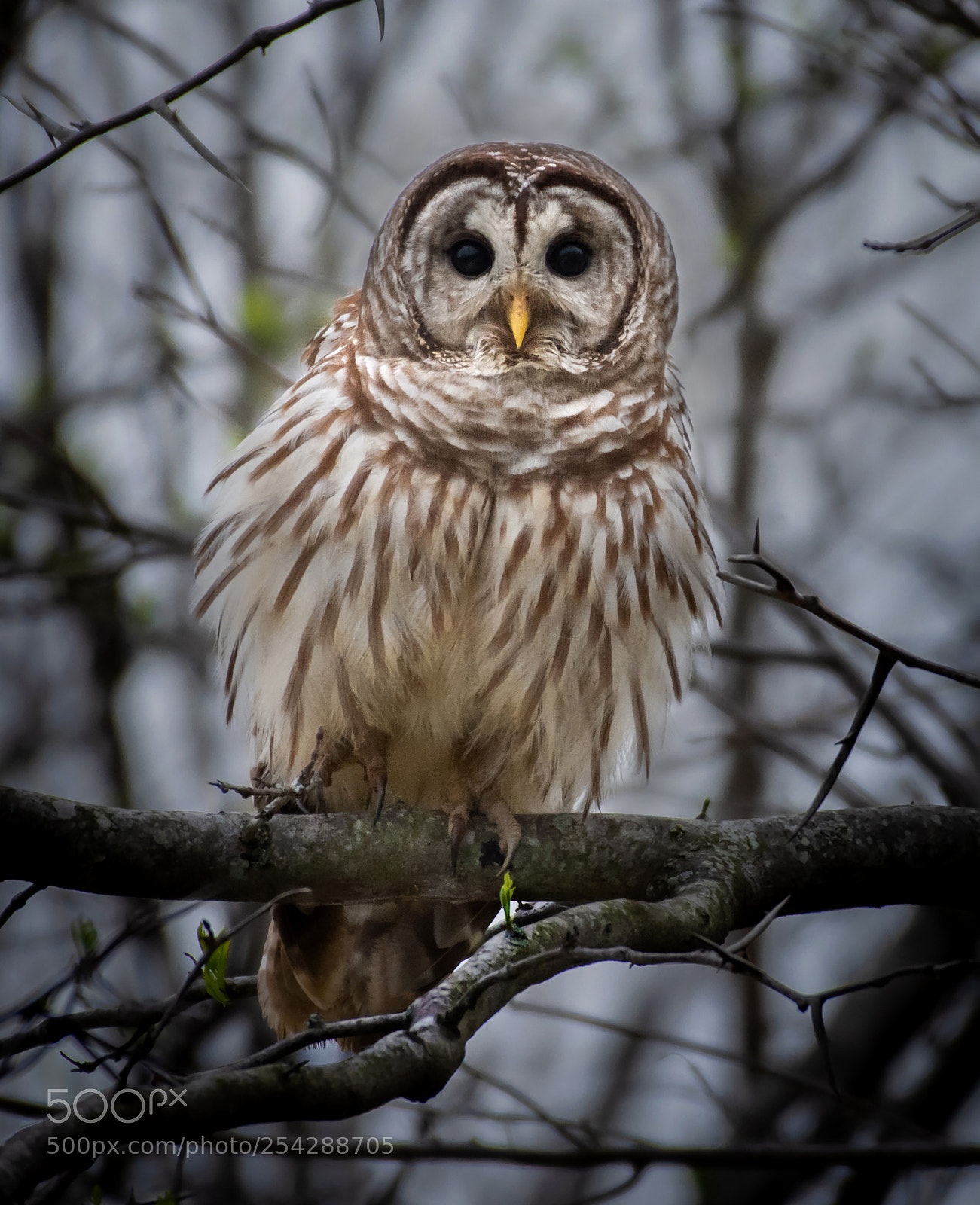 Nikon D7200 sample photo. Barred owl photography