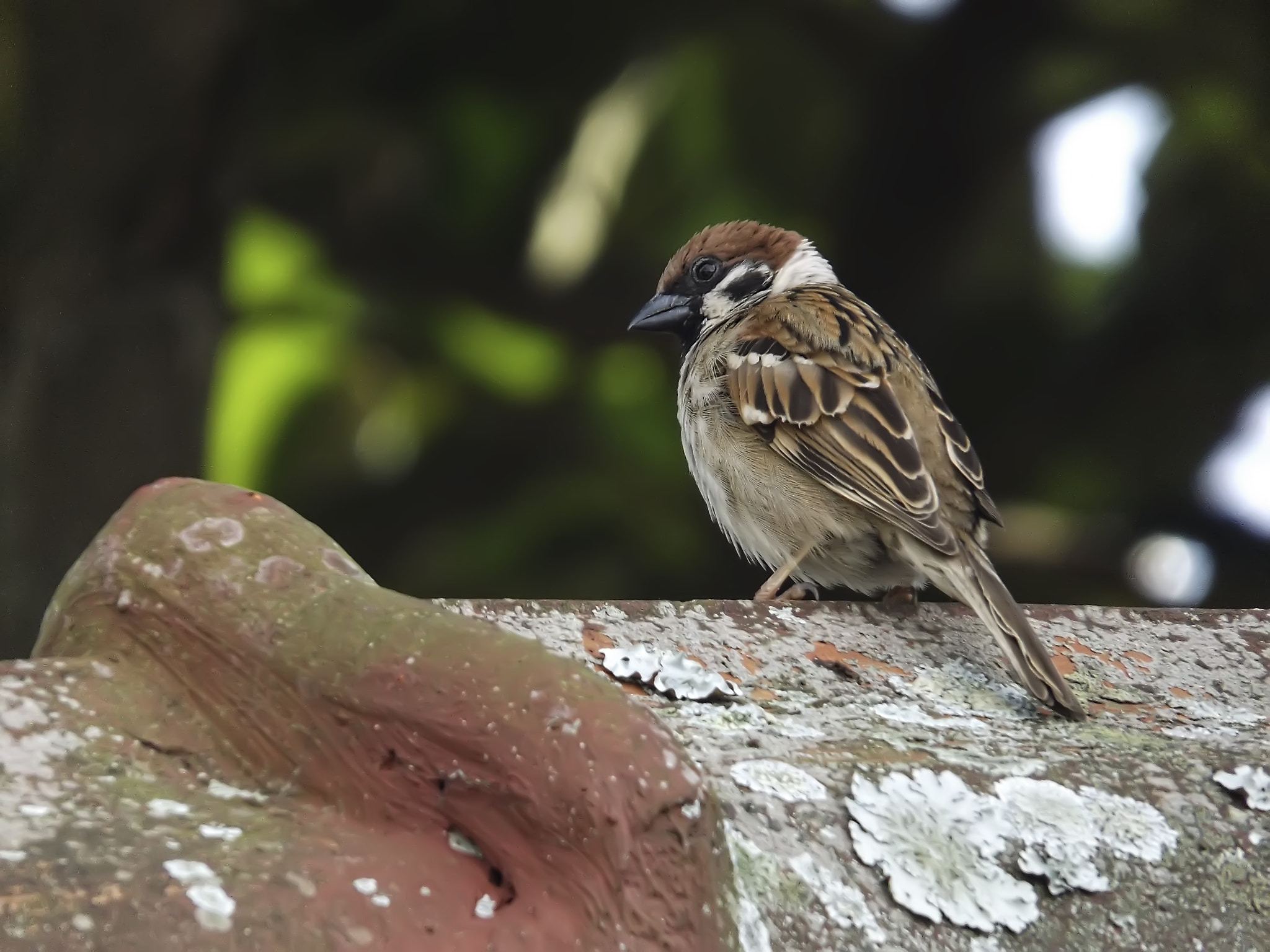 Fujifilm FinePix S4800 sample photo. Sparrow photography