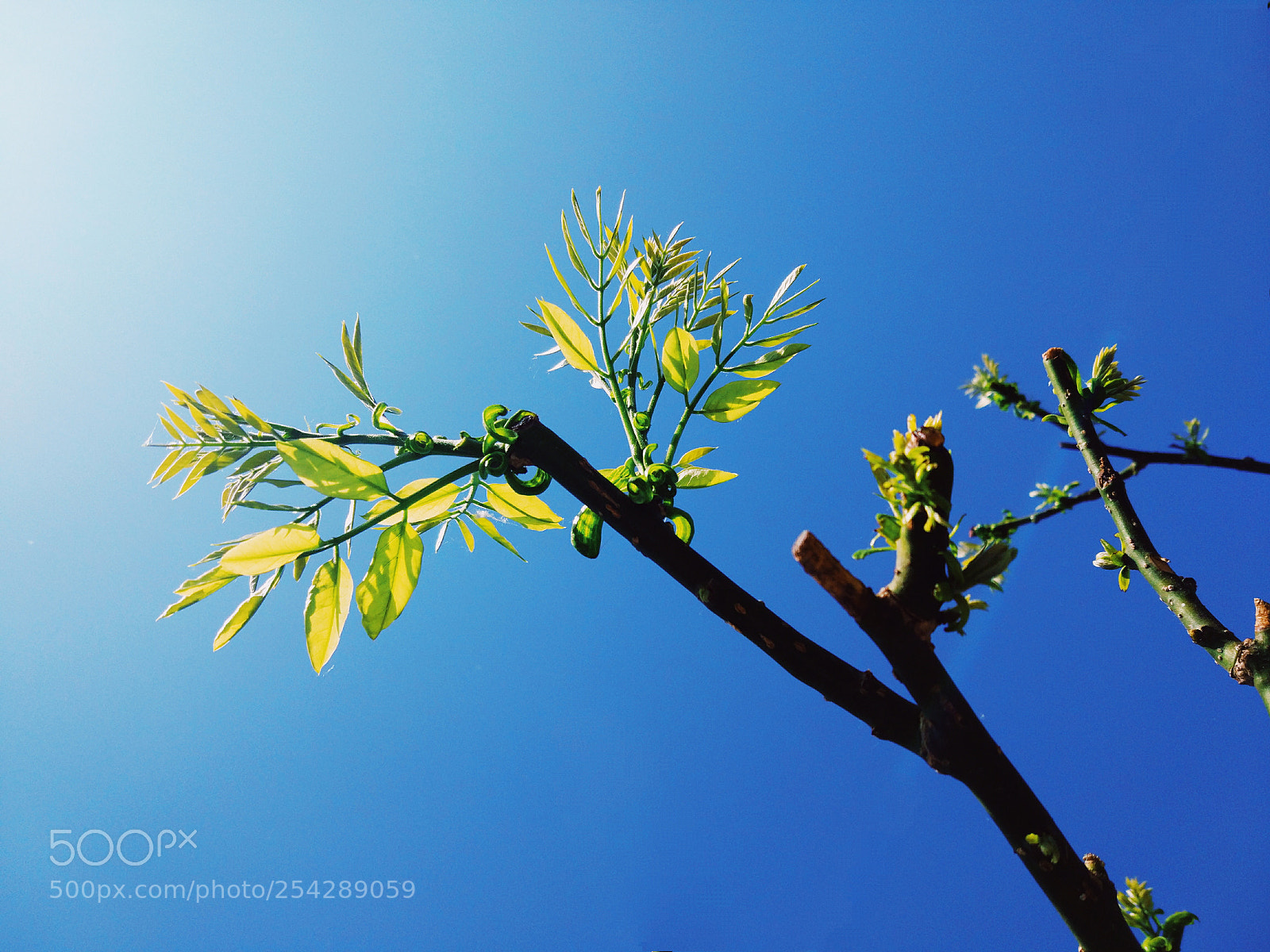 Xiaomi MI 5 sample photo. Sprout photography