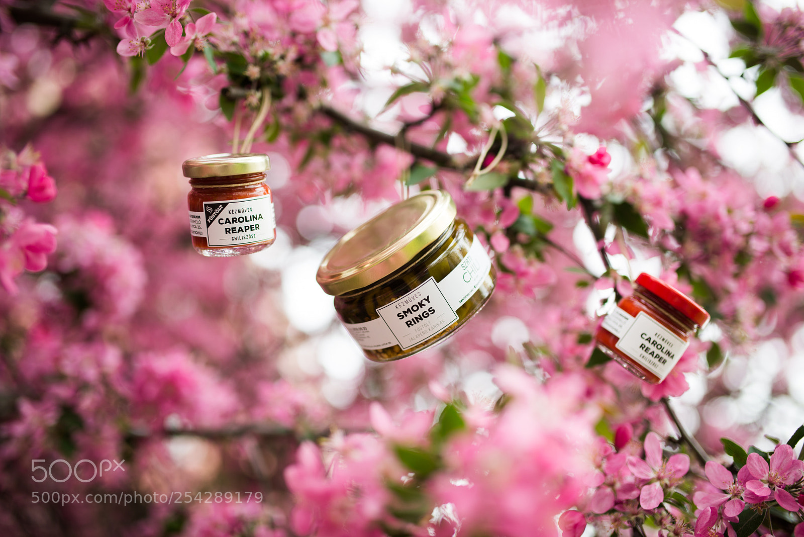 Nikon D610 sample photo. Szatichili photography