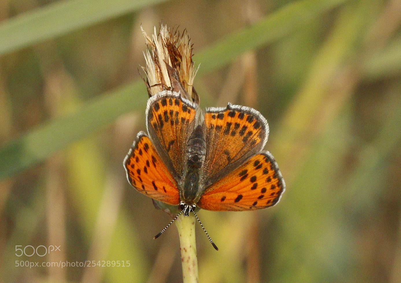 Canon EOS 70D sample photo. _mg_1139-1.jpg photography