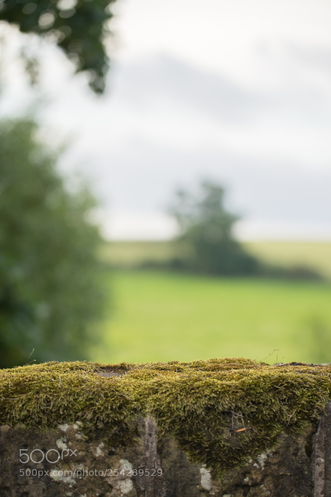 Sony a7R sample photo. No education photography