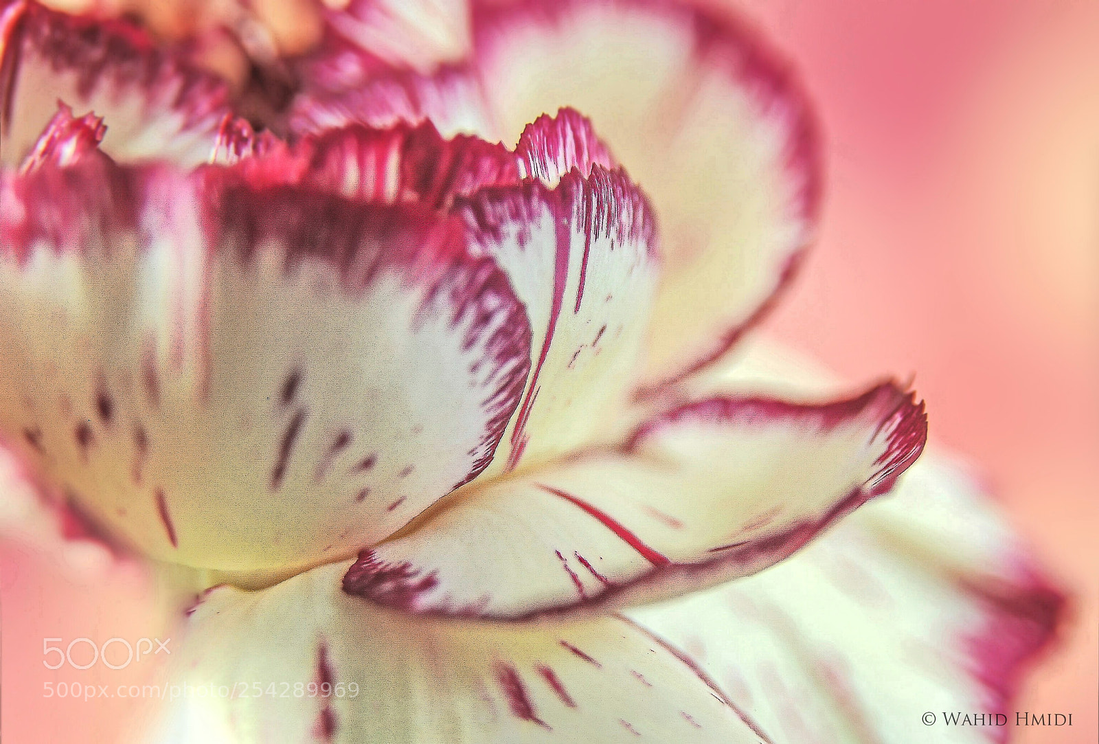 Nikon D300 sample photo. Oeillet photography