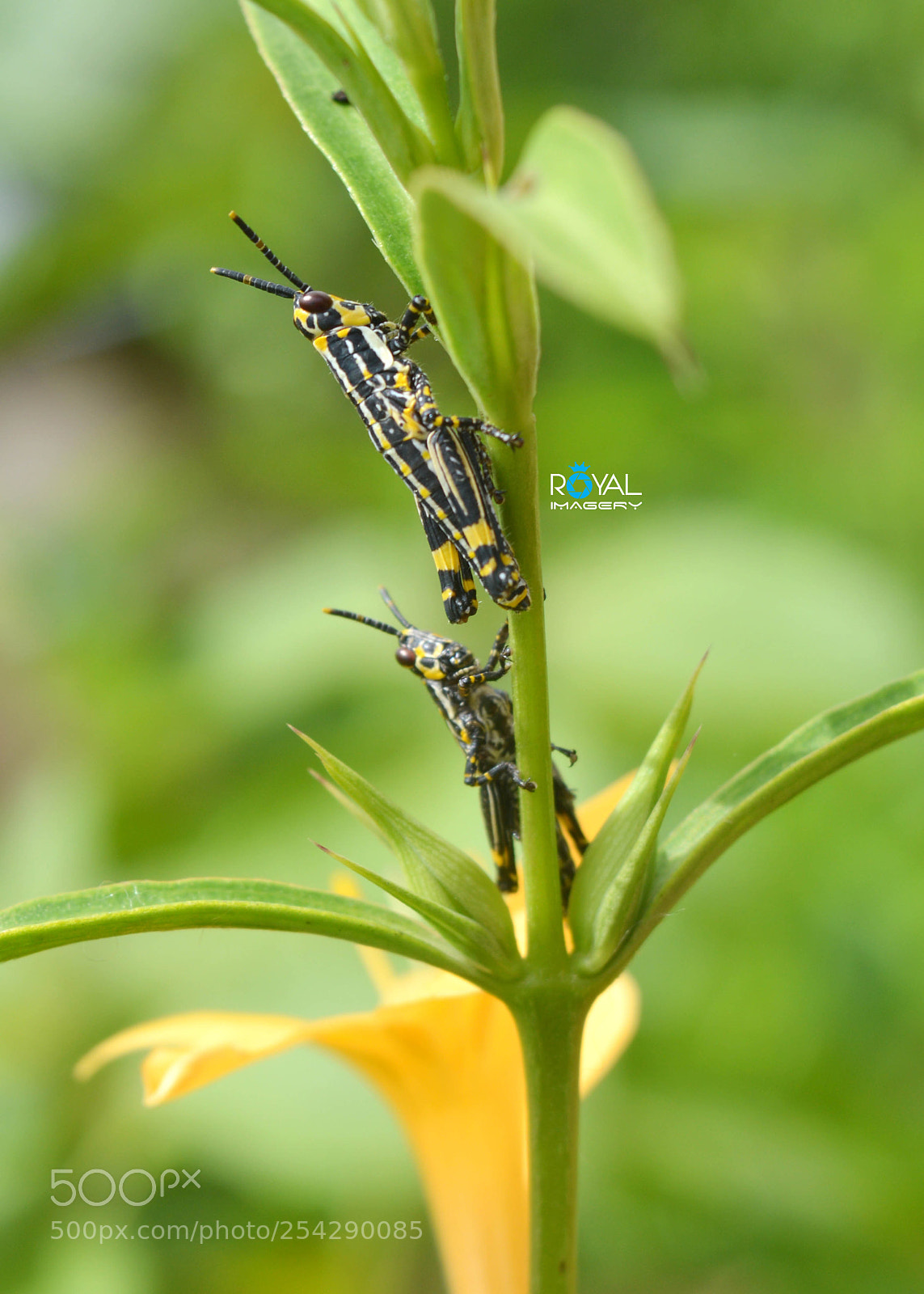 Nikon D3200 sample photo. Macro photography