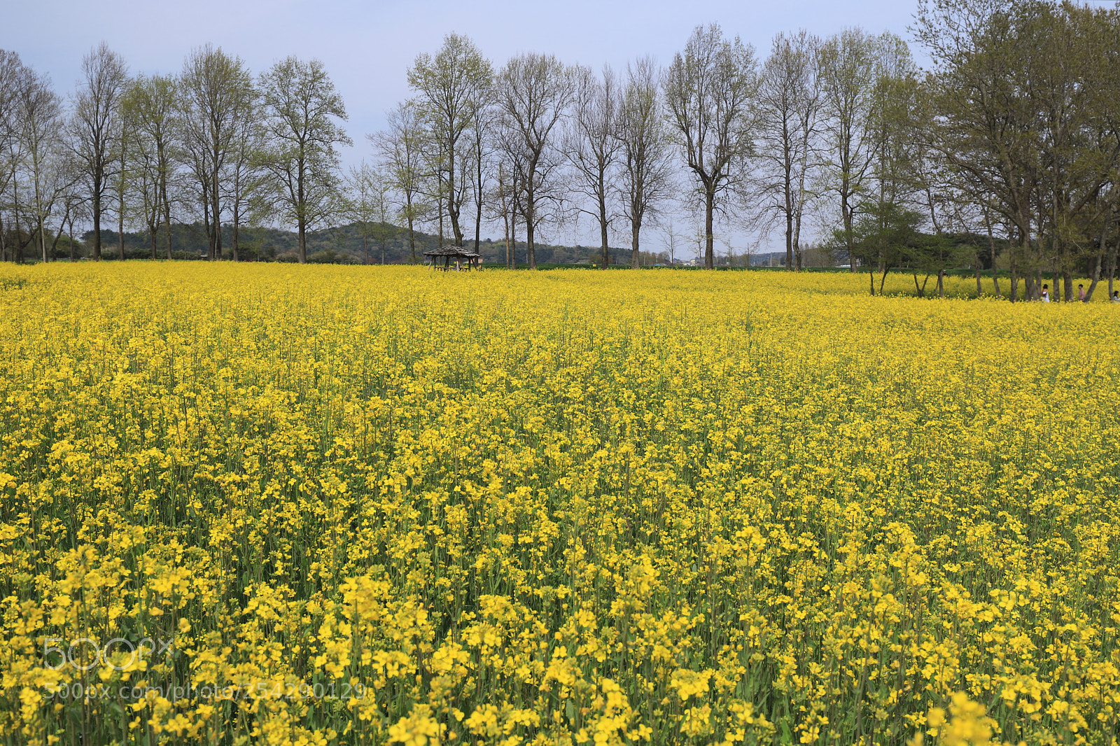 Canon EOS 6D Mark II sample photo. Yellow photography