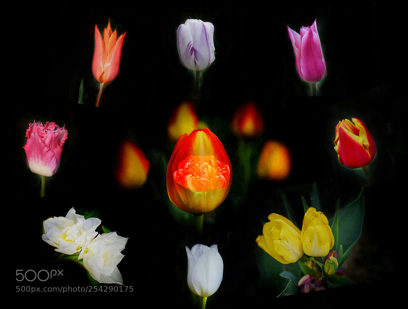 Nikon D3300 sample photo. A variety of tulip photography